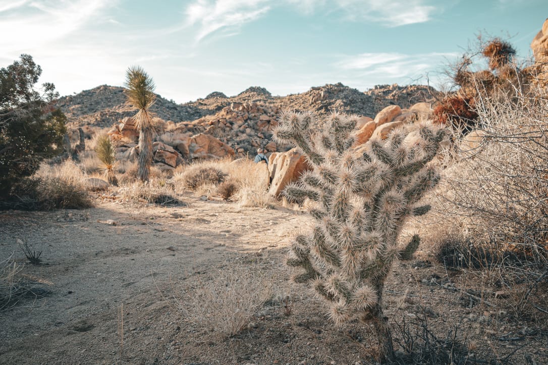 Joshua Tree National Park