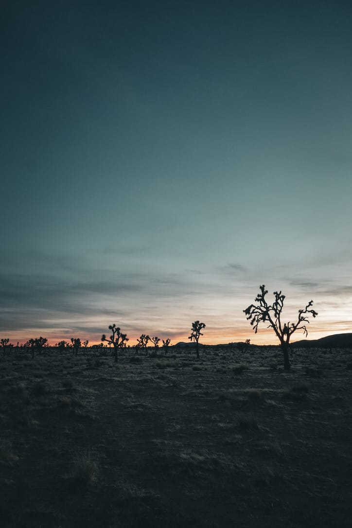 Joshua Tree National Park at sunset