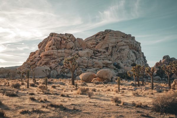 Joshua Tree Photos